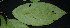  (Spathiostemon - XM_0746_L)  @11 [ ] CreativeCommons - Attribution Non-Commercial Share-Alike (2015) Cam Webb, Endro Setiawan & Hery Yanto Arnold Arboretum of Harvard University