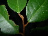  ( - XM_0747_L)  @11 [ ] CreativeCommons - Attribution Non-Commercial Share-Alike (2015) Cam Webb, Endro Setiawan & Hery Yanto Arnold Arboretum of Harvard University