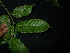  (Canarium asperum - XM_0770_L)  @11 [ ] CreativeCommons - Attribution Non-Commercial Share-Alike (2015) Cam Webb, Endro Setiawan & Hery Yanto Arnold Arboretum of Harvard University
