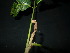  ( - XM_0770_L)  @11 [ ] CreativeCommons - Attribution Non-Commercial Share-Alike (2015) Cam Webb, Endro Setiawan & Hery Yanto Arnold Arboretum of Harvard University