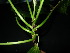  ( - XM_0785_L)  @11 [ ] CreativeCommons - Attribution Non-Commercial Share-Alike (2015) Cam Webb, Endro Setiawan & Hery Yanto Arnold Arboretum of Harvard University