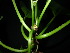  ( - XM_0785_L)  @11 [ ] CreativeCommons - Attribution Non-Commercial Share-Alike (2015) Cam Webb, Endro Setiawan & Hery Yanto Arnold Arboretum of Harvard University