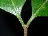  (Combretum sundaicum - XM_0794_M)  @11 [ ] CreativeCommons - Attribution Non-Commercial Share-Alike (2015) Cam Webb, Endro Setiawan & Hery Yanto Arnold Arboretum of Harvard University