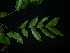  ( - XM_0809_M)  @11 [ ] CreativeCommons - Attribution Non-Commercial Share-Alike (2015) Cam Webb, Endro Setiawan & Hery Yanto Arnold Arboretum of Harvard University