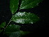  ( - XM_0809_M)  @11 [ ] CreativeCommons - Attribution Non-Commercial Share-Alike (2015) Cam Webb, Endro Setiawan & Hery Yanto Arnold Arboretum of Harvard University