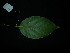  ( - XM_0810_M)  @11 [ ] CreativeCommons - Attribution Non-Commercial Share-Alike (2015) Cam Webb, Endro Setiawan & Hery Yanto Arnold Arboretum of Harvard University