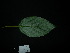  ( - XM_0810_M)  @11 [ ] CreativeCommons - Attribution Non-Commercial Share-Alike (2015) Cam Webb, Endro Setiawan & Hery Yanto Arnold Arboretum of Harvard University