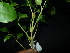  ( - XM_0812_M)  @11 [ ] CreativeCommons - Attribution Non-Commercial Share-Alike (2015) Cam Webb, Endro Setiawan & Hery Yanto Arnold Arboretum of Harvard University