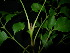  ( - XM_0812_M)  @11 [ ] CreativeCommons - Attribution Non-Commercial Share-Alike (2015) Cam Webb, Endro Setiawan & Hery Yanto Arnold Arboretum of Harvard University