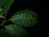  ( - XM_0814_M)  @11 [ ] CreativeCommons - Attribution Non-Commercial Share-Alike (2015) Cam Webb, Endro Setiawan & Hery Yanto Arnold Arboretum of Harvard University