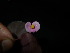  ( - XM_0833_M)  @11 [ ] CreativeCommons - Attribution Non-Commercial Share-Alike (2015) Cam Webb, Endro Setiawan & Hery Yanto Arnold Arboretum of Harvard University
