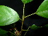  ( - XM_0836_M)  @11 [ ] CreativeCommons - Attribution Non-Commercial Share-Alike (2015) Cam Webb, Endro Setiawan & Hery Yanto Arnold Arboretum of Harvard University