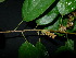  ( - XM_0836_M)  @11 [ ] CreativeCommons - Attribution Non-Commercial Share-Alike (2015) Cam Webb, Endro Setiawan & Hery Yanto Arnold Arboretum of Harvard University