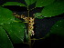  ( - XM_0836_M)  @11 [ ] CreativeCommons - Attribution Non-Commercial Share-Alike (2015) Cam Webb, Endro Setiawan & Hery Yanto Arnold Arboretum of Harvard University