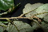  (Cryptocarya vidalii - XM_0840_J)  @11 [ ] CreativeCommons - Attribution Non-Commercial Share-Alike (2015) Cam Webb, Endro Setiawan & Hery Yanto Arnold Arboretum of Harvard University