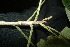  (Mallotus moluccanus - XM_0842_J)  @11 [ ] CreativeCommons - Attribution Non-Commercial Share-Alike (2015) Cam Webb, Endro Setiawan & Hery Yanto Arnold Arboretum of Harvard University