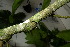  ( - XM_0844_J)  @11 [ ] CreativeCommons - Attribution Non-Commercial Share-Alike (2015) Cam Webb, Endro Setiawan & Hery Yanto Arnold Arboretum of Harvard University