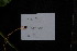  ( - XM_0844_J)  @11 [ ] CreativeCommons - Attribution Non-Commercial Share-Alike (2015) Cam Webb, Endro Setiawan & Hery Yanto Arnold Arboretum of Harvard University
