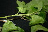  ( - XM_0844_J)  @11 [ ] CreativeCommons - Attribution Non-Commercial Share-Alike (2015) Cam Webb, Endro Setiawan & Hery Yanto Arnold Arboretum of Harvard University