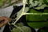  (Mallotus mollissimus - XM_0846_J)  @11 [ ] CreativeCommons - Attribution Non-Commercial Share-Alike (2015) Cam Webb, Endro Setiawan & Hery Yanto Arnold Arboretum of Harvard University