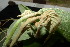  ( - XM_0846_J)  @11 [ ] CreativeCommons - Attribution Non-Commercial Share-Alike (2015) Cam Webb, Endro Setiawan & Hery Yanto Arnold Arboretum of Harvard University