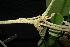  ( - XM_0846_J)  @11 [ ] CreativeCommons - Attribution Non-Commercial Share-Alike (2015) Cam Webb, Endro Setiawan & Hery Yanto Arnold Arboretum of Harvard University