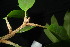  ( - XM_0847_J)  @11 [ ] CreativeCommons - Attribution Non-Commercial Share-Alike (2015) Cam Webb, Endro Setiawan & Hery Yanto Arnold Arboretum of Harvard University