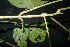  ( - XM_0849_J)  @11 [ ] CreativeCommons - Attribution Non-Commercial Share-Alike (2015) Cam Webb, Endro Setiawan & Hery Yanto Arnold Arboretum of Harvard University