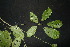  ( - XM_0849_J)  @11 [ ] CreativeCommons - Attribution Non-Commercial Share-Alike (2015) Cam Webb, Endro Setiawan & Hery Yanto Arnold Arboretum of Harvard University