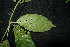  ( - XM_0849_J)  @11 [ ] CreativeCommons - Attribution Non-Commercial Share-Alike (2015) Cam Webb, Endro Setiawan & Hery Yanto Arnold Arboretum of Harvard University