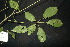  ( - XM_0849_J)  @11 [ ] CreativeCommons - Attribution Non-Commercial Share-Alike (2015) Cam Webb, Endro Setiawan & Hery Yanto Arnold Arboretum of Harvard University