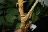 ( - XM_0850_J)  @11 [ ] CreativeCommons - Attribution Non-Commercial Share-Alike (2015) Cam Webb, Endro Setiawan & Hery Yanto Arnold Arboretum of Harvard University