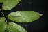  ( - XM_0850_J)  @11 [ ] CreativeCommons - Attribution Non-Commercial Share-Alike (2015) Cam Webb, Endro Setiawan & Hery Yanto Arnold Arboretum of Harvard University