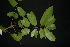  ( - XM_0850_J)  @11 [ ] CreativeCommons - Attribution Non-Commercial Share-Alike (2015) Cam Webb, Endro Setiawan & Hery Yanto Arnold Arboretum of Harvard University