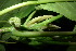  (Dendrocnide microstigma - XM_0851_J)  @11 [ ] CreativeCommons - Attribution Non-Commercial Share-Alike (2015) Cam Webb, Endro Setiawan & Hery Yanto Arnold Arboretum of Harvard University