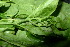  ( - XM_0852_J)  @11 [ ] CreativeCommons - Attribution Non-Commercial Share-Alike (2015) Cam Webb, Endro Setiawan & Hery Yanto Arnold Arboretum of Harvard University