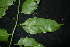 ( - XM_0852_J)  @11 [ ] CreativeCommons - Attribution Non-Commercial Share-Alike (2015) Cam Webb, Endro Setiawan & Hery Yanto Arnold Arboretum of Harvard University