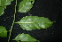  ( - XM_0852_J)  @11 [ ] CreativeCommons - Attribution Non-Commercial Share-Alike (2015) Cam Webb, Endro Setiawan & Hery Yanto Arnold Arboretum of Harvard University