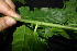  (Casearia coriacea - XM_0852_J)  @11 [ ] CreativeCommons - Attribution Non-Commercial Share-Alike (2015) Cam Webb, Endro Setiawan & Hery Yanto Arnold Arboretum of Harvard University