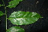  ( - XM_0852_J)  @11 [ ] CreativeCommons - Attribution Non-Commercial Share-Alike (2015) Cam Webb, Endro Setiawan & Hery Yanto Arnold Arboretum of Harvard University