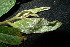  (Diospyros minahassae - XM_0853_J)  @11 [ ] CreativeCommons - Attribution Non-Commercial Share-Alike (2015) Cam Webb, Endro Setiawan & Hery Yanto Arnold Arboretum of Harvard University