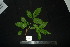  ( - XM_0856_J)  @11 [ ] CreativeCommons - Attribution Non-Commercial Share-Alike (2015) Cam Webb, Endro Setiawan & Hery Yanto Arnold Arboretum of Harvard University