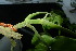  ( - XM_0856_J)  @11 [ ] CreativeCommons - Attribution Non-Commercial Share-Alike (2015) Cam Webb, Endro Setiawan & Hery Yanto Arnold Arboretum of Harvard University