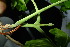 ( - XM_0856_J)  @11 [ ] CreativeCommons - Attribution Non-Commercial Share-Alike (2015) Cam Webb, Endro Setiawan & Hery Yanto Arnold Arboretum of Harvard University