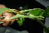  ( - XM_0856_J)  @11 [ ] CreativeCommons - Attribution Non-Commercial Share-Alike (2015) Cam Webb, Endro Setiawan & Hery Yanto Arnold Arboretum of Harvard University