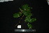  ( - XM_0860_J)  @11 [ ] CreativeCommons - Attribution Non-Commercial Share-Alike (2015) Cam Webb, Endro Setiawan & Hery Yanto Arnold Arboretum of Harvard University