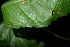  ( - XM_0860_J)  @11 [ ] CreativeCommons - Attribution Non-Commercial Share-Alike (2015) Cam Webb, Endro Setiawan & Hery Yanto Arnold Arboretum of Harvard University