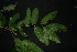  ( - XM_0860_J)  @11 [ ] CreativeCommons - Attribution Non-Commercial Share-Alike (2015) Cam Webb, Endro Setiawan & Hery Yanto Arnold Arboretum of Harvard University