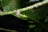  (Magnolia liliifera - XM_0862_J)  @11 [ ] CreativeCommons - Attribution Non-Commercial Share-Alike (2015) Cam Webb, Endro Setiawan & Hery Yanto Arnold Arboretum of Harvard University