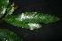  ( - XM_0862_J)  @11 [ ] CreativeCommons - Attribution Non-Commercial Share-Alike (2015) Cam Webb, Endro Setiawan & Hery Yanto Arnold Arboretum of Harvard University